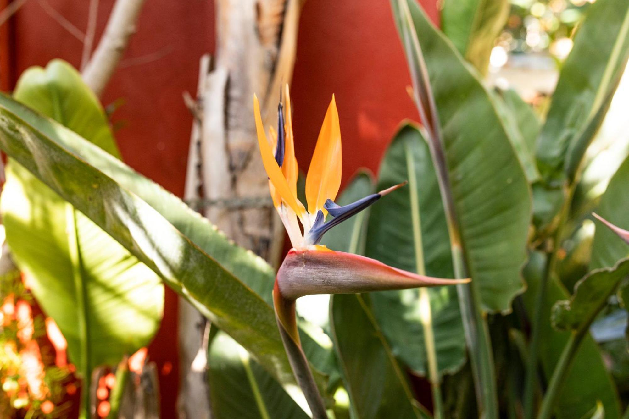 La Asomada Del Gato Guest House ลาลากูนา ภายนอก รูปภาพ